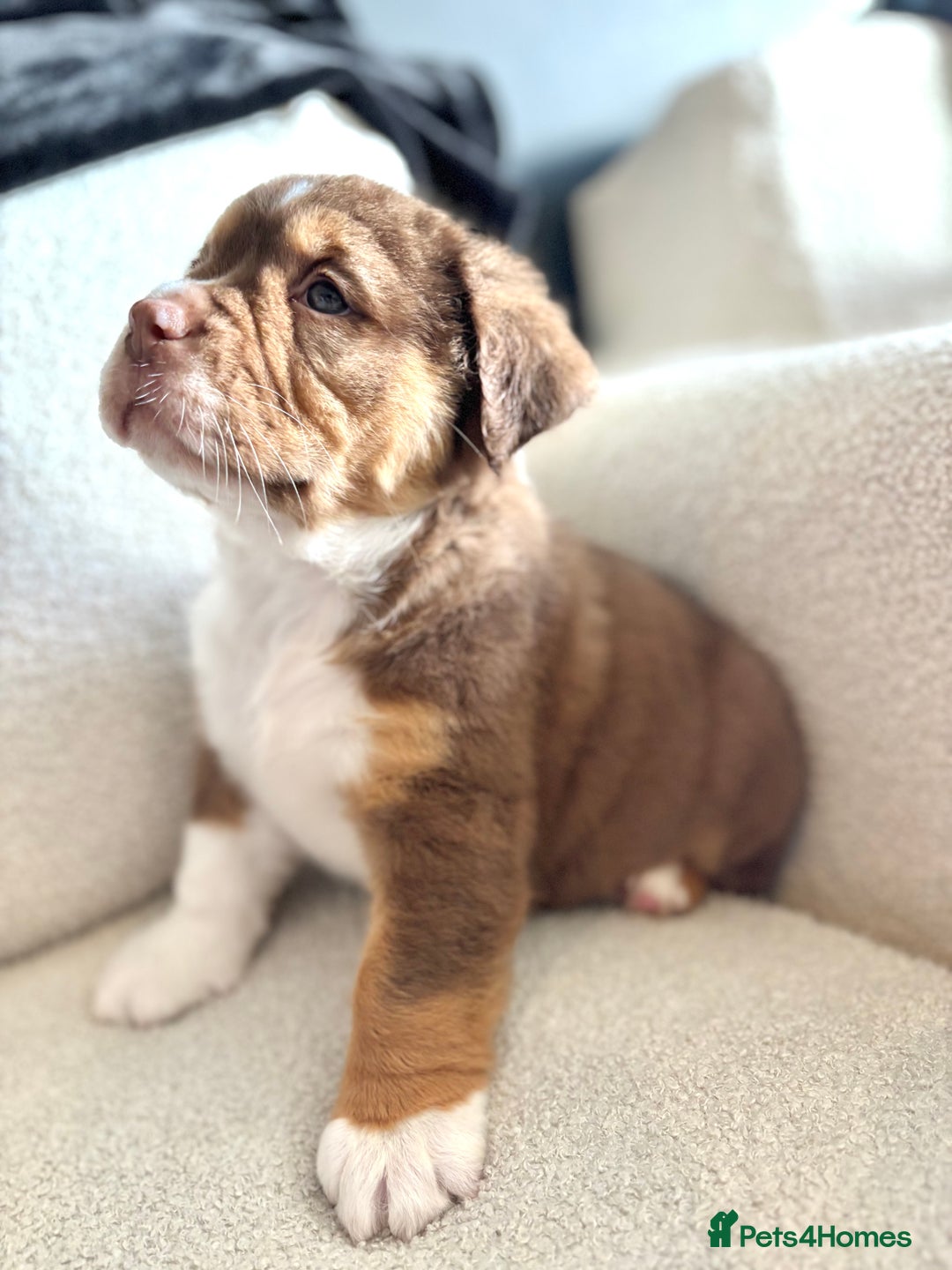 Olde English Bulldogge dogs for sale: READY NOW ✨ FLUFFY OLDE ENGLISH BULLDOGS  - Image 7