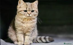 Mixed Breed cats for sale: Beautiful British Shorthair Tabby Female Kittens - Image 9