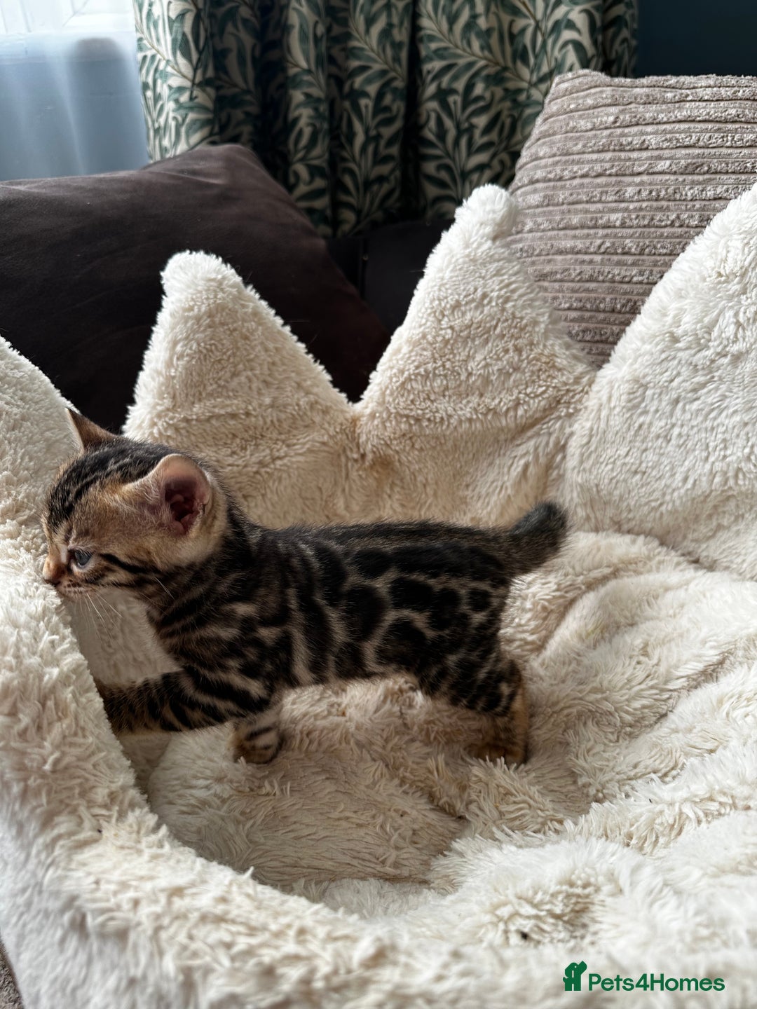 Bengal cats for sale: TICA registered bengal kittens available! - Advert 10