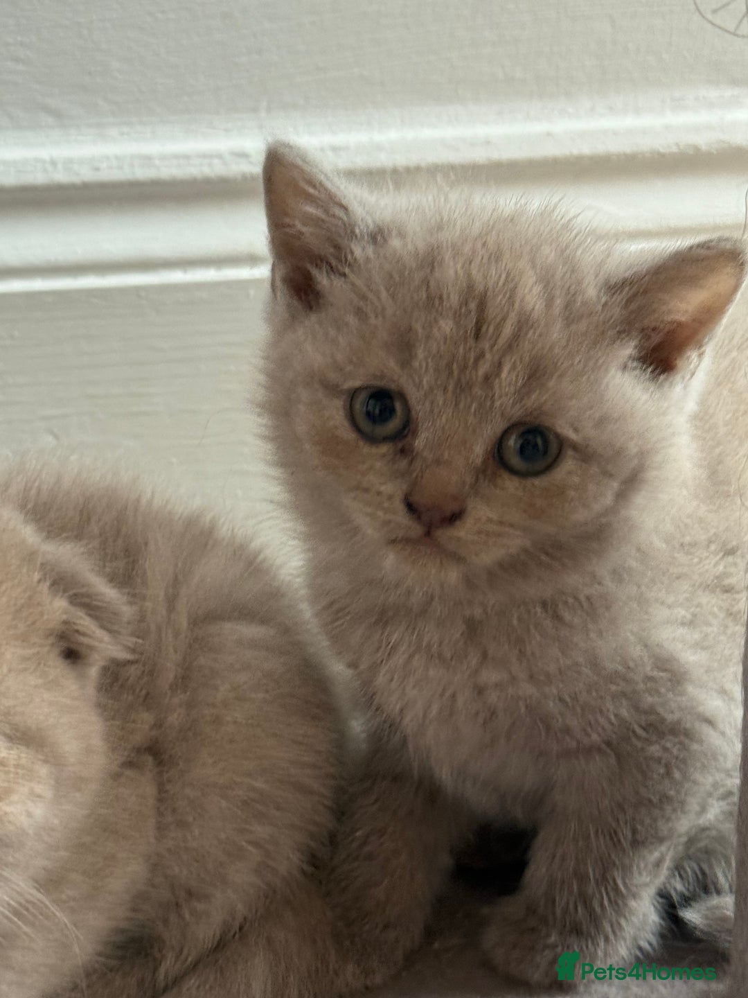 British Shorthair cats for sale: Urgent sale. Fixed price, no negotiations. in Coventry - Image 6