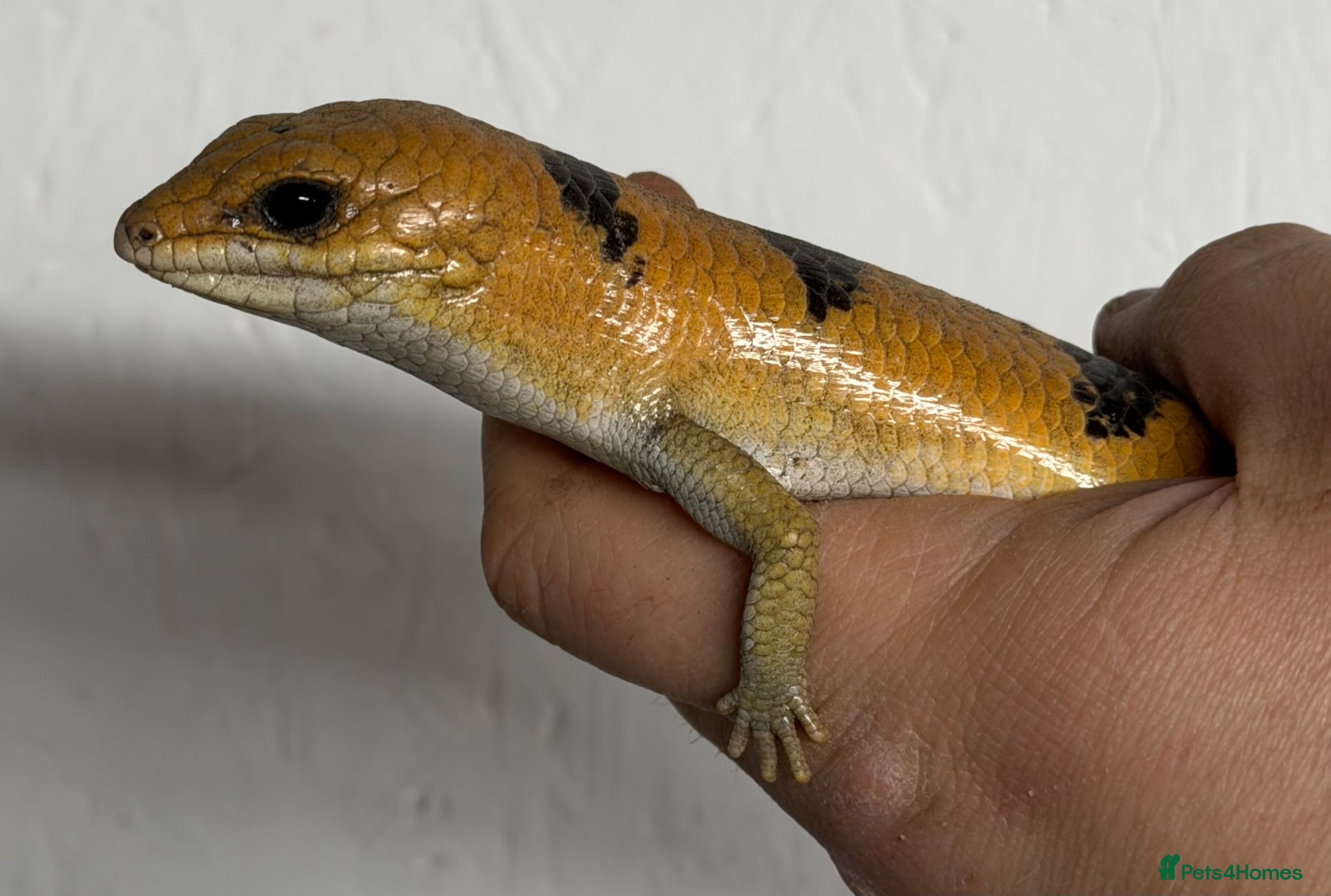 Skink reptiles Peters banded skink - Advert 1