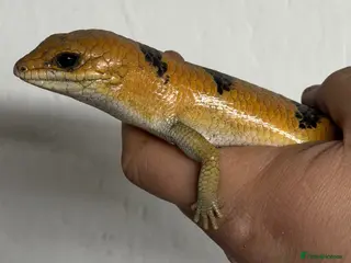 Skink reptiles Peters banded skink - Advert 6