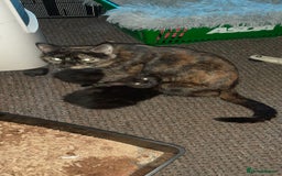 British Shorthair cats for sale: Two British short cat.  - Advert 3