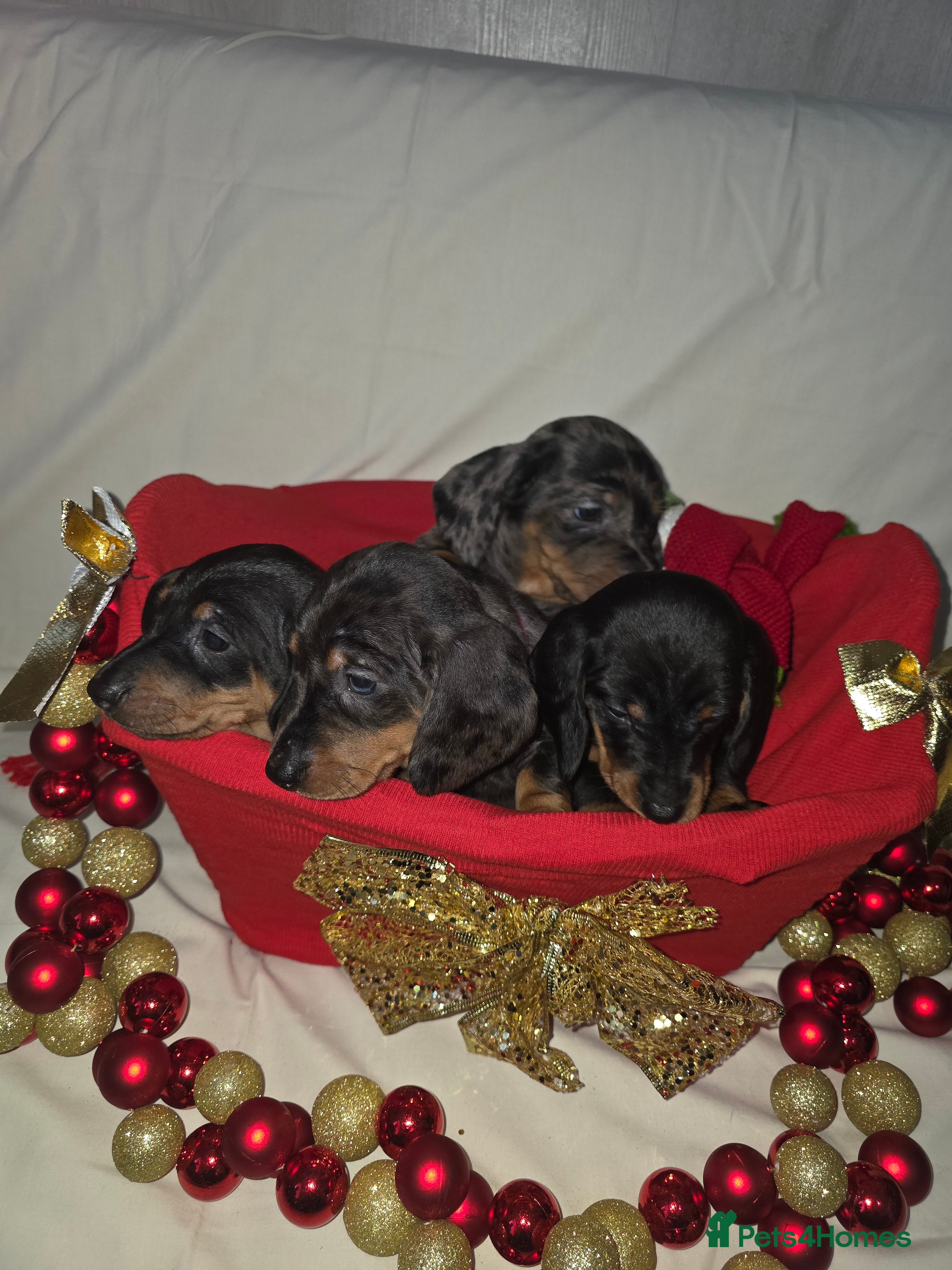 Miniature Dachshund dogs Miniature dachshund  - Advert 1