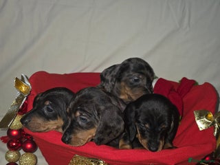 Miniature Dachshund dogs Miniature dachshund - Advert 1