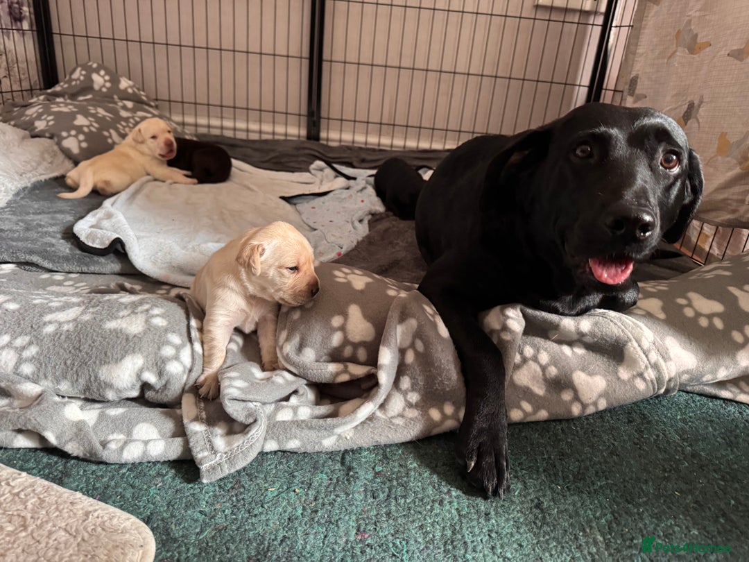 Labrador Retriever dogs for sale: Labrador puppies - Image 8