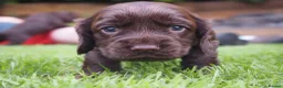 Cocker Spaniel dogs for sale: KC registered Working Cockers- Maesydderwen bred - Advert 14