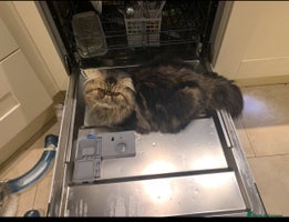 Persian cats Magnificent Show Quality Boy - Advert 2