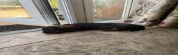 Dachshund dogs for sale: Wirehaired Dachshund’s FOR SALE  - Advert 4