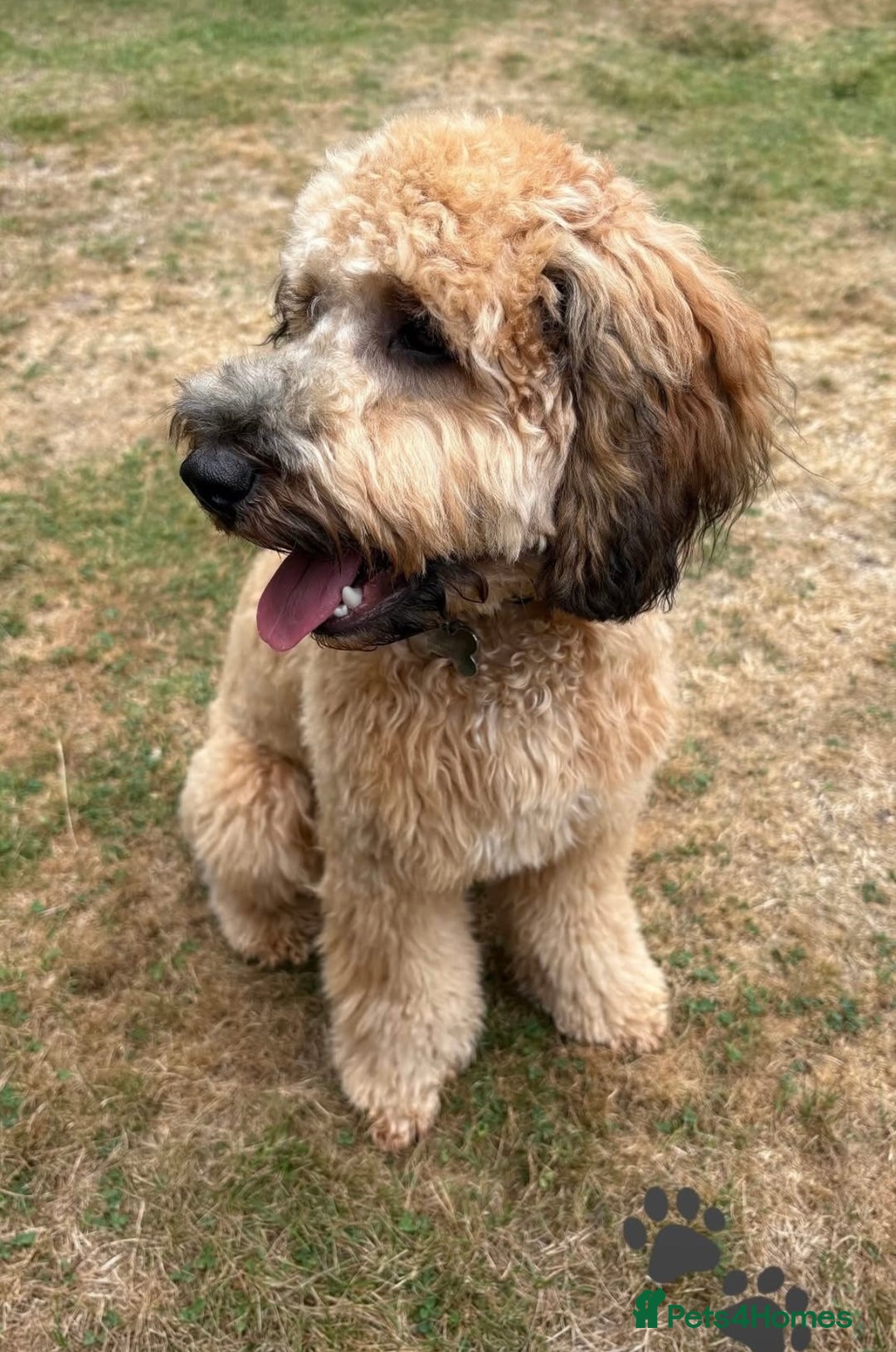 Cockapoo dogs for stud: **Proven** Cockapoo X Cavapoochon Stud - Image 35