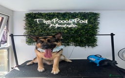 German Shepherd dogs for sale: 💙 German Shepherd Looking for His Forever Home 💙 - Image 3