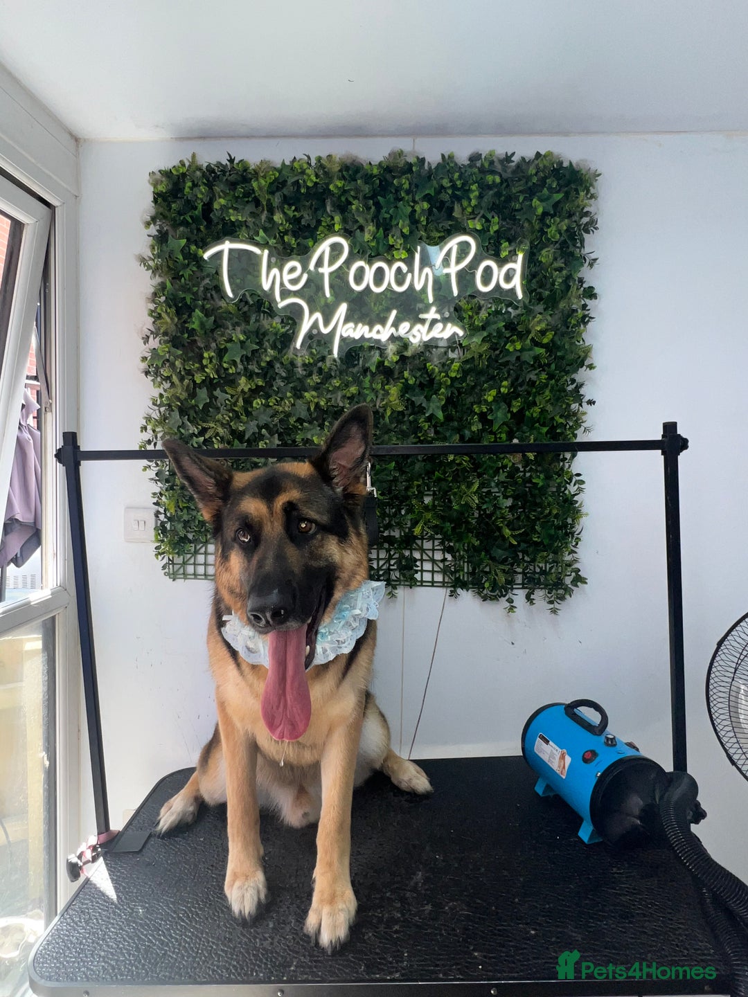 German Shepherd dogs for sale: 💙 German Shepherd Looking for His Forever Home 💙 - Image 3