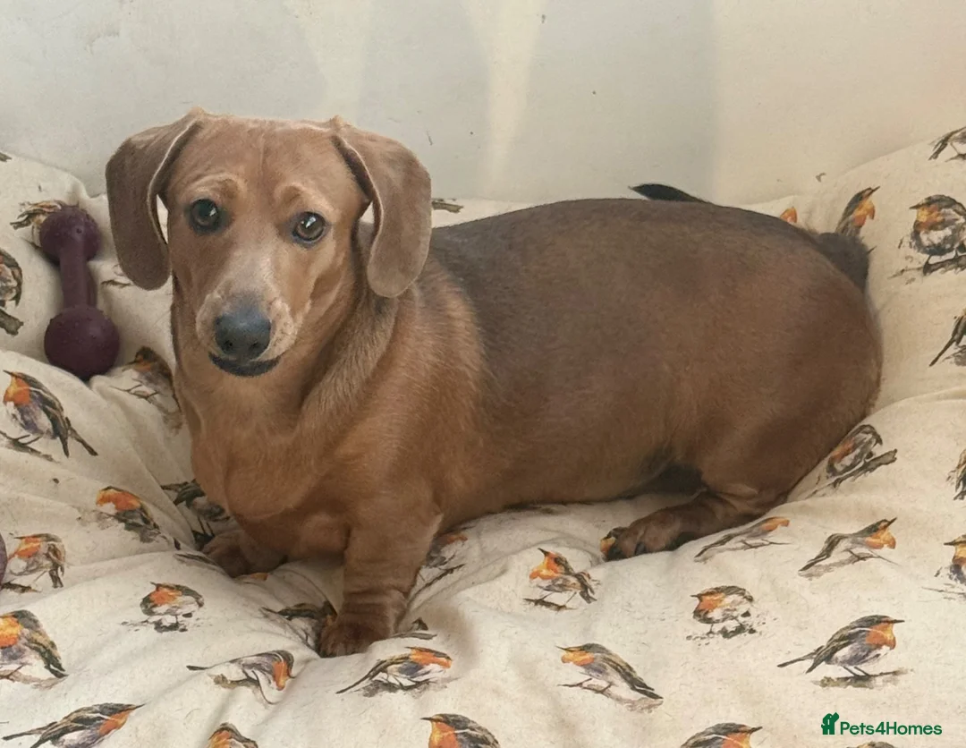 Miniature Dachshund dogs for sale: Miniature short-haired Dachshund in Bury Saint Edmunds - Advert 1