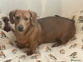 Miniature Dachshund dogs Miniature short-haired Dachshund - Advert 7