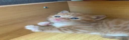 Mixed Breed cats for sale: 5 kittens  in Harlow - Advert 16
