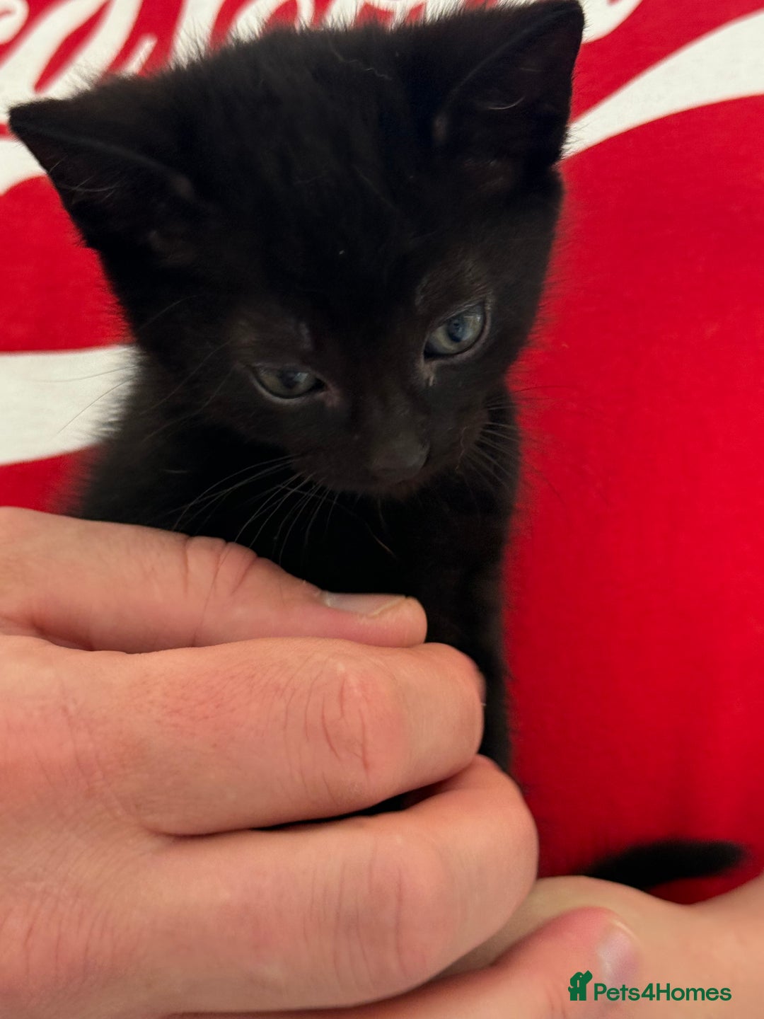 Mixed Breed cats for sale: kittens looking for new home - Image 4