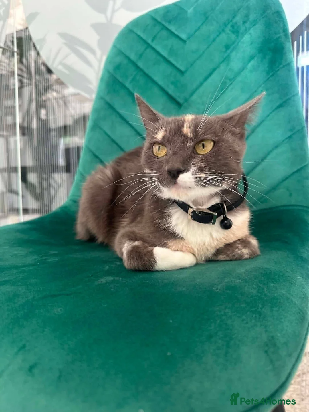 Mixed Breed cats for adoption: Zoe for adoption - Advert 7