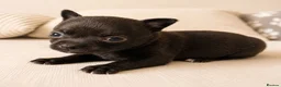 Chihuahua dogs for sale: Chihuahuas *Stunning Litter* Rare and Tiny - Advert 10