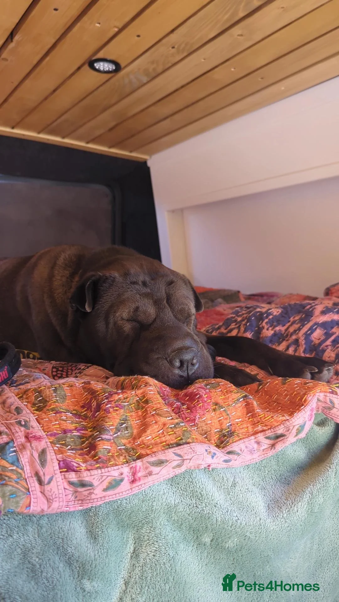 Shar Pei dogs for sale: Urgent ⚠️ Loving Shar Pei x Staffie Needs Home ❤️ in Bromsgrove - Advert 2
