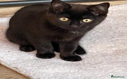 Mixed Breed cats for sale: Ready for forever homes NOW - Image 22