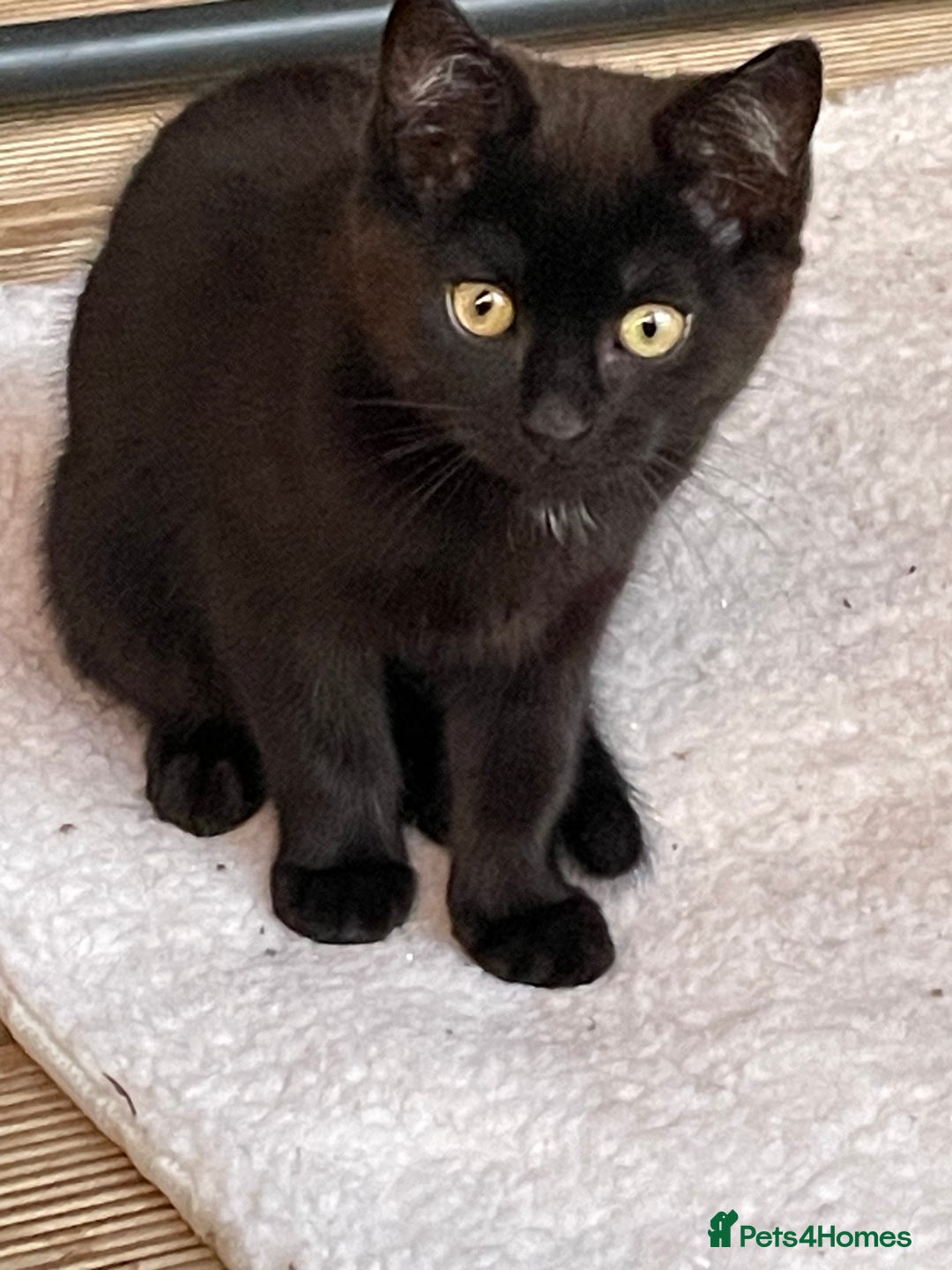 Mixed Breed cats for sale: Ready for forever homes NOW - Image 22