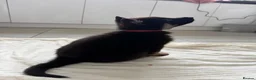 German Shepherd dogs for sale: Fully kc German Shepherd puppies  - Advert 8