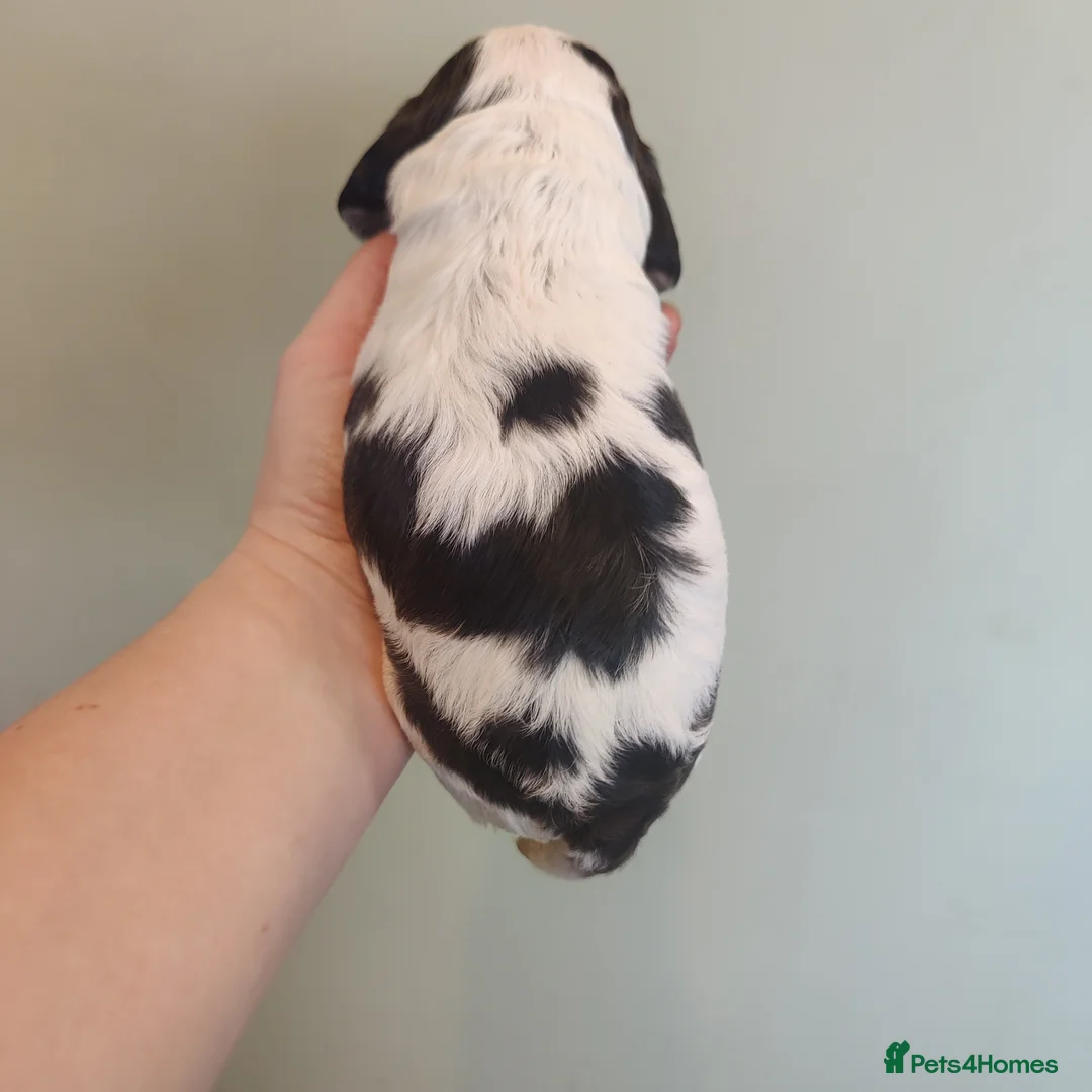 Cocker Spaniel dogs for sale: KC Registered Show Type Cocker Spaniels  - Advert 16