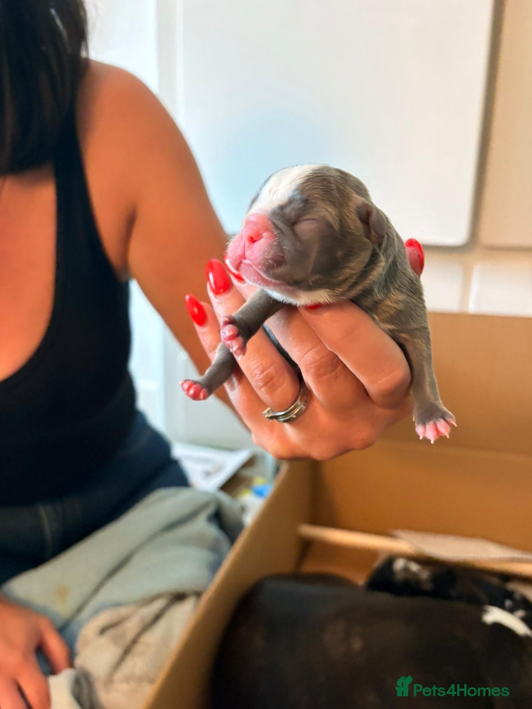 Boston Terrier dogs for sale: Exceptional Blue Boston Terrier Puppies 💙🐾 - Image 20