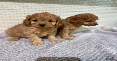 Cockapoo dogs - Advert 14