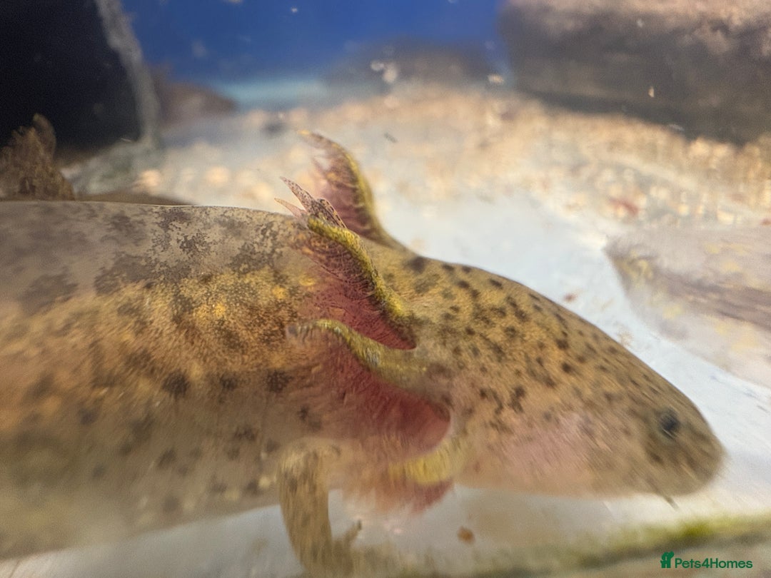 Axolotl reptiles for sale: Adorable Axolotls  - Image 6
