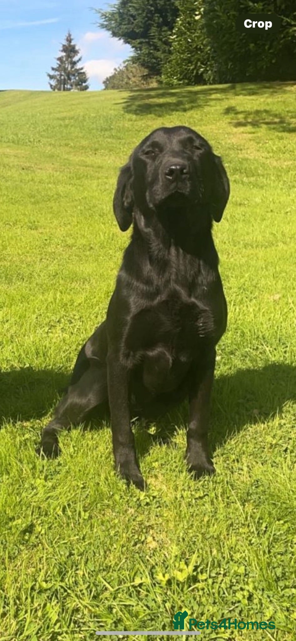 Labrador Retriever dogs Adorable KC Labrador Puppies for Sale - Advert 2