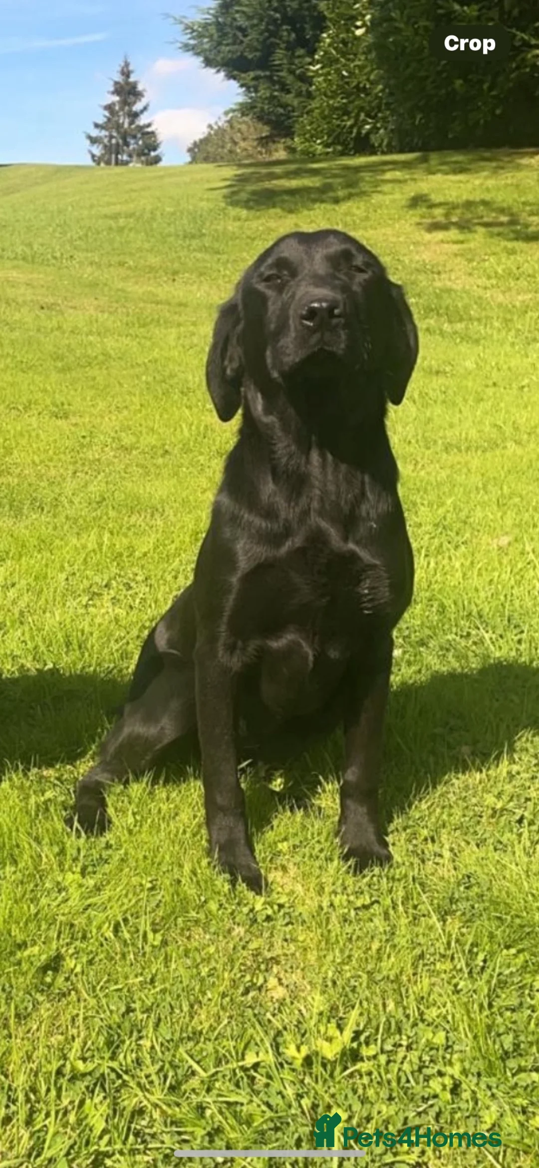 Labrador Retriever dogs for sale: Adorable KC Labrador Puppies for Sale - Advert 1