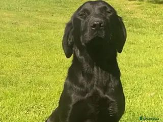 Labrador Retriever dogs Adorable KC Labrador Puppies for Sale - Advert 6
