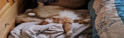Maine Coon cats for sale: 16 month neutered male - Advert 2