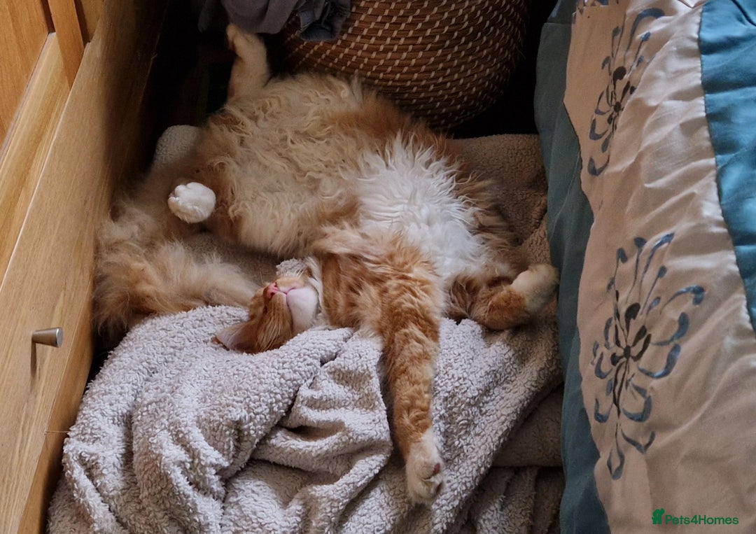 Maine Coon cats for sale: 16 month neutered male - Advert 2