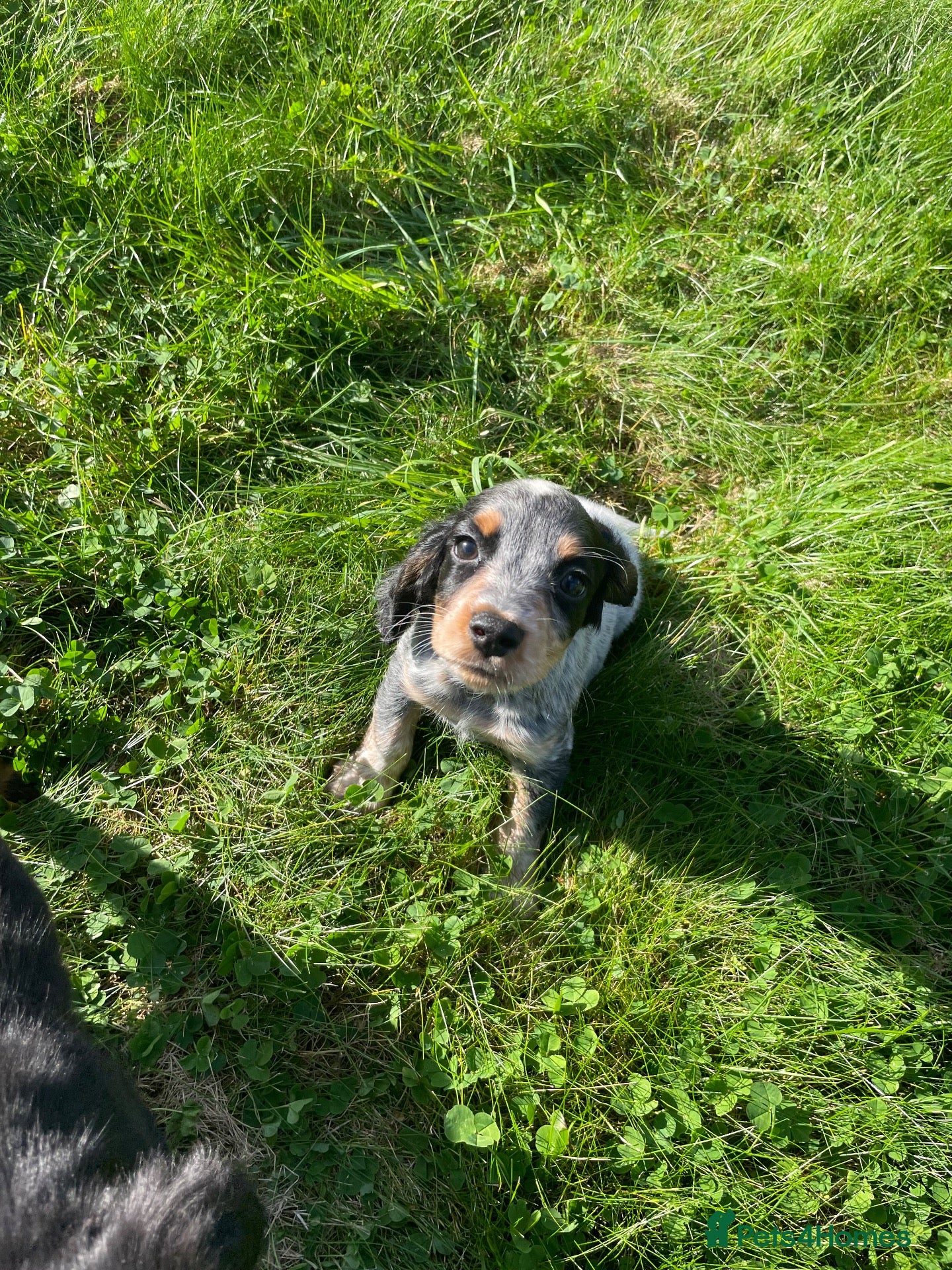 Cocker Spaniel dogs Beautiful Kc reg working cocker spaniel puppies  - Advert 2