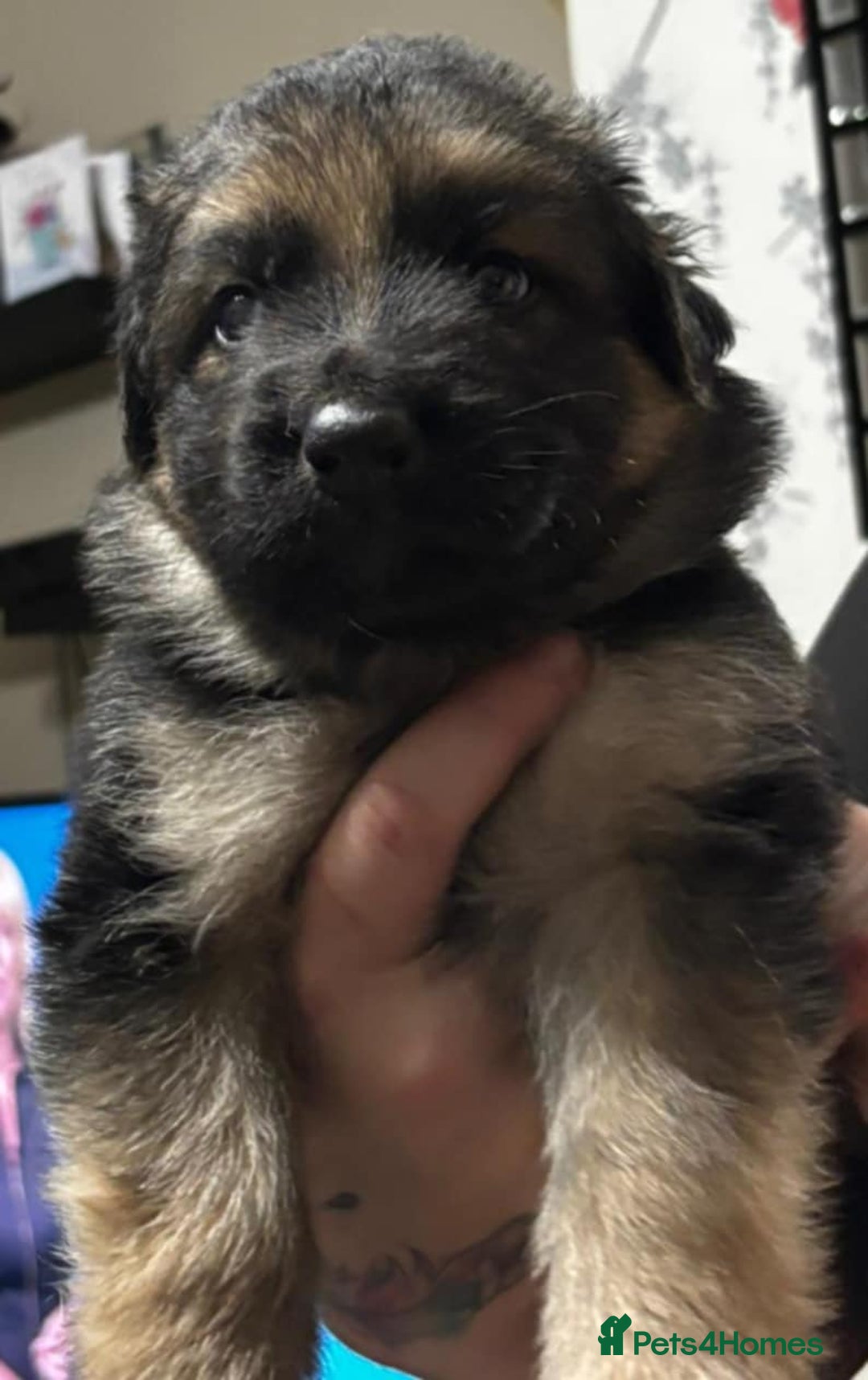 German Shepherd dogs for sale: Long haired Black and Tan German shepherd puppies  - Image 1