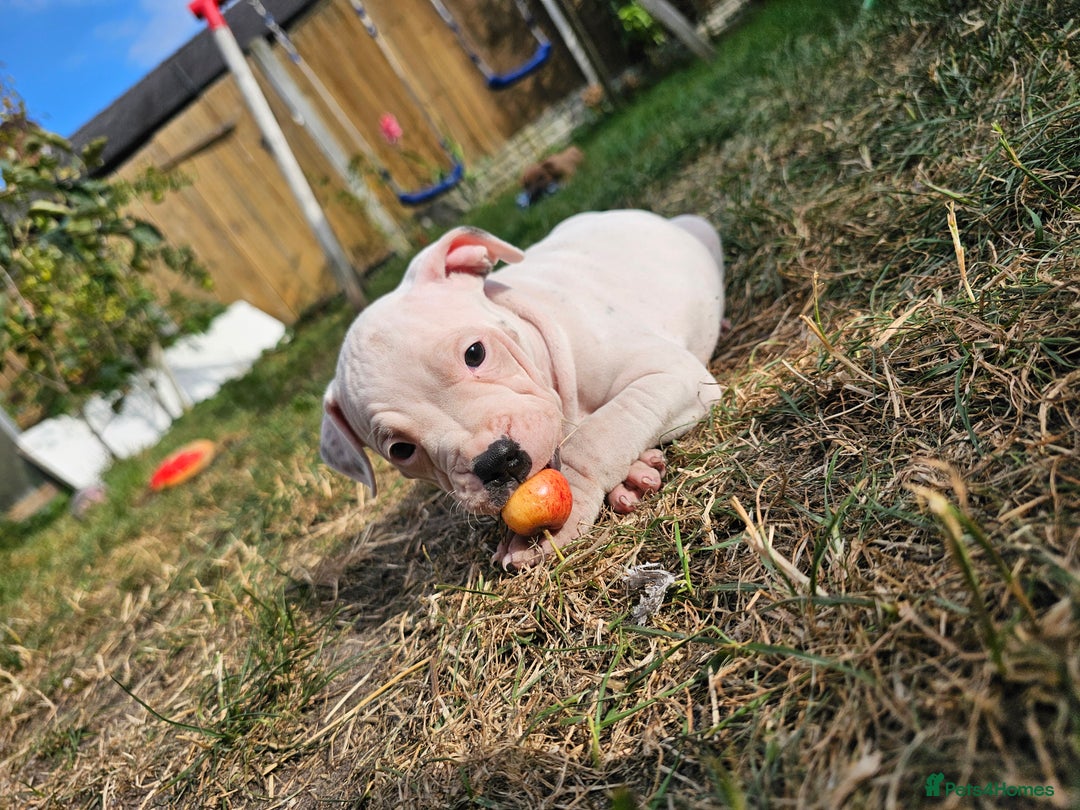 Staffordshire Bull Terrier dogs for sale: 🐾 Beautiful Staffordshire Bull Terrier Puppies 🐾 - Image 7