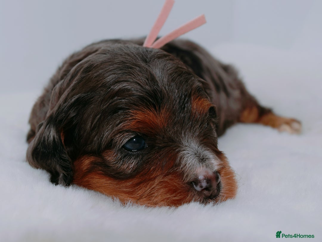 Cavapoo dogs for sale: Extensively health tested very rare F1 Cavapoos - Image 4