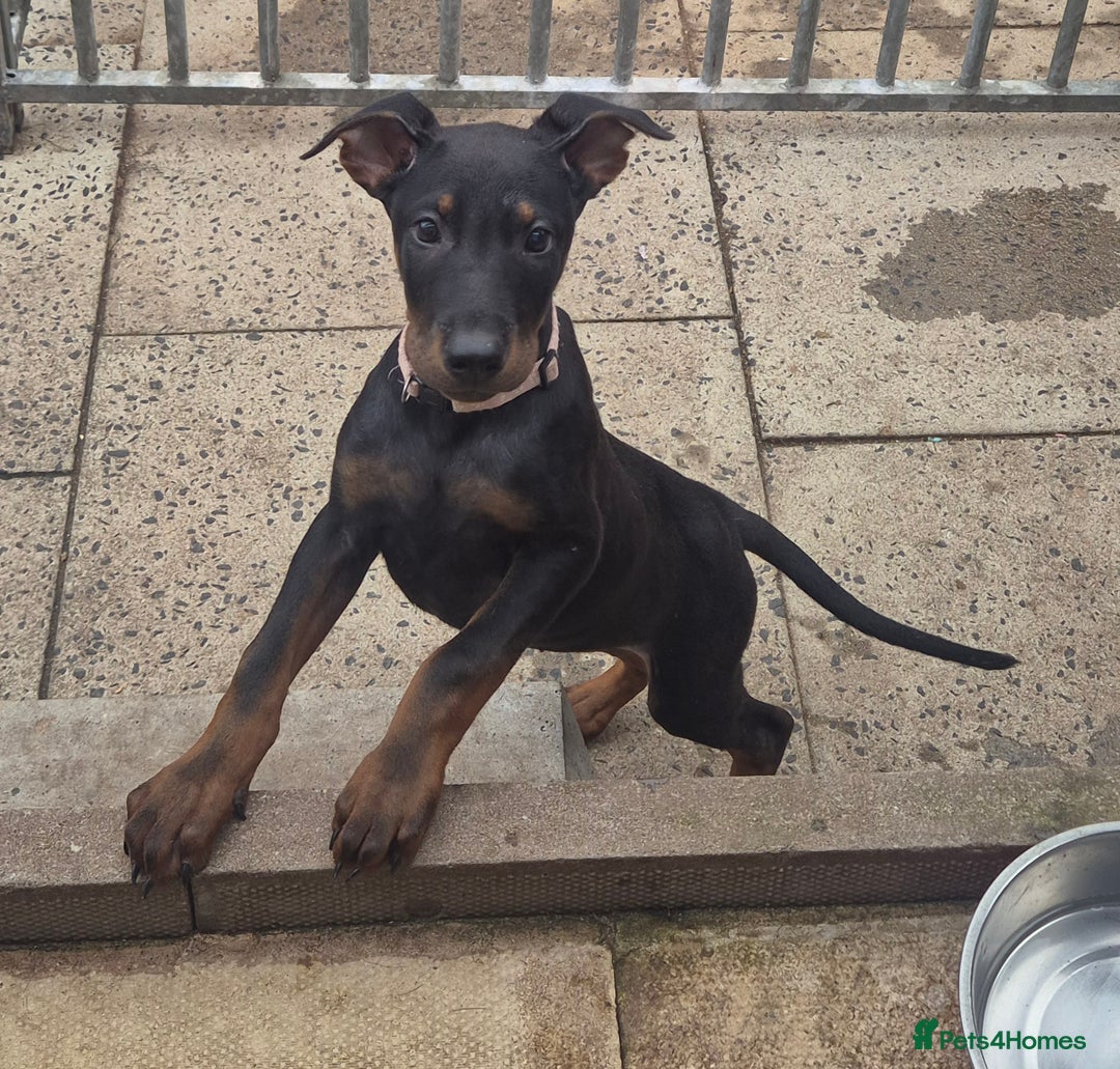 Mixed Breed dogs for sale: Laizhou Hong - Chinese Red Dog puppies - Image 11