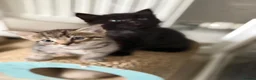Mixed Breed cats for sale: Kittens ready for new home  - Advert 5