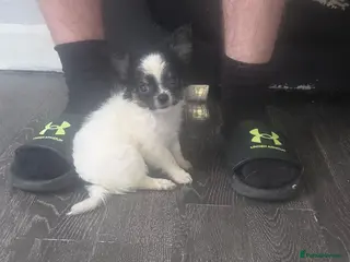 Chihuahua dogs Chihuahua puppies - Advert 13