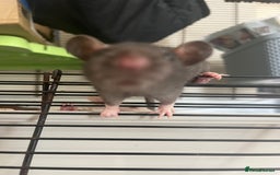 Rat rodents for sale: 3 female rats (baby) - Image 2