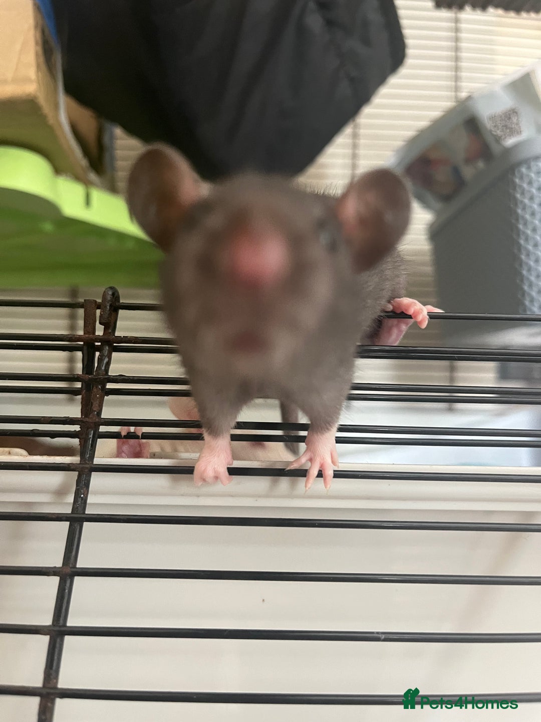 Rat rodents for sale: 3 female rats (baby) - Image 2