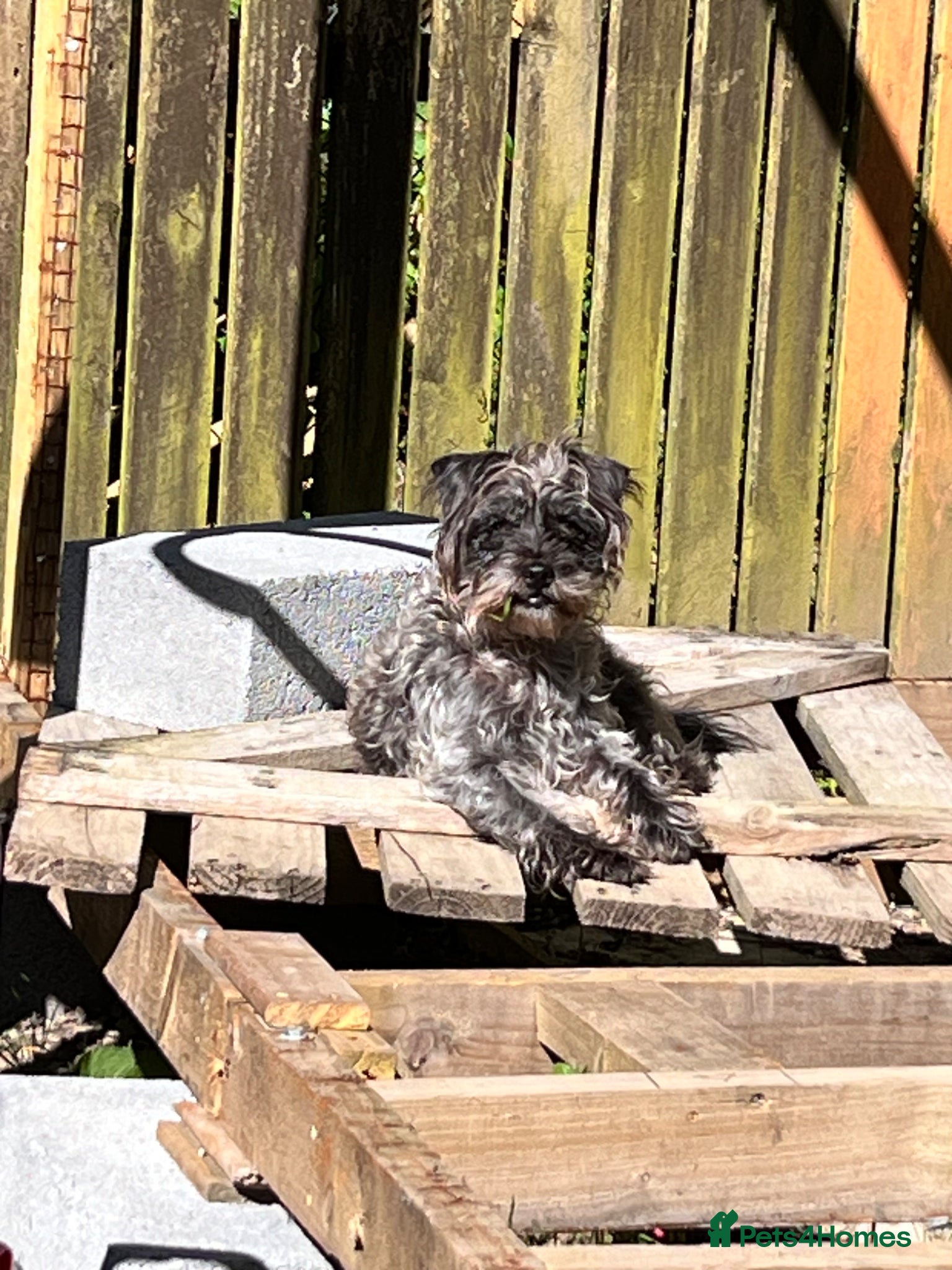 Mixed Breed dogs 4 year old patterdale X toy poodle - Advert 13