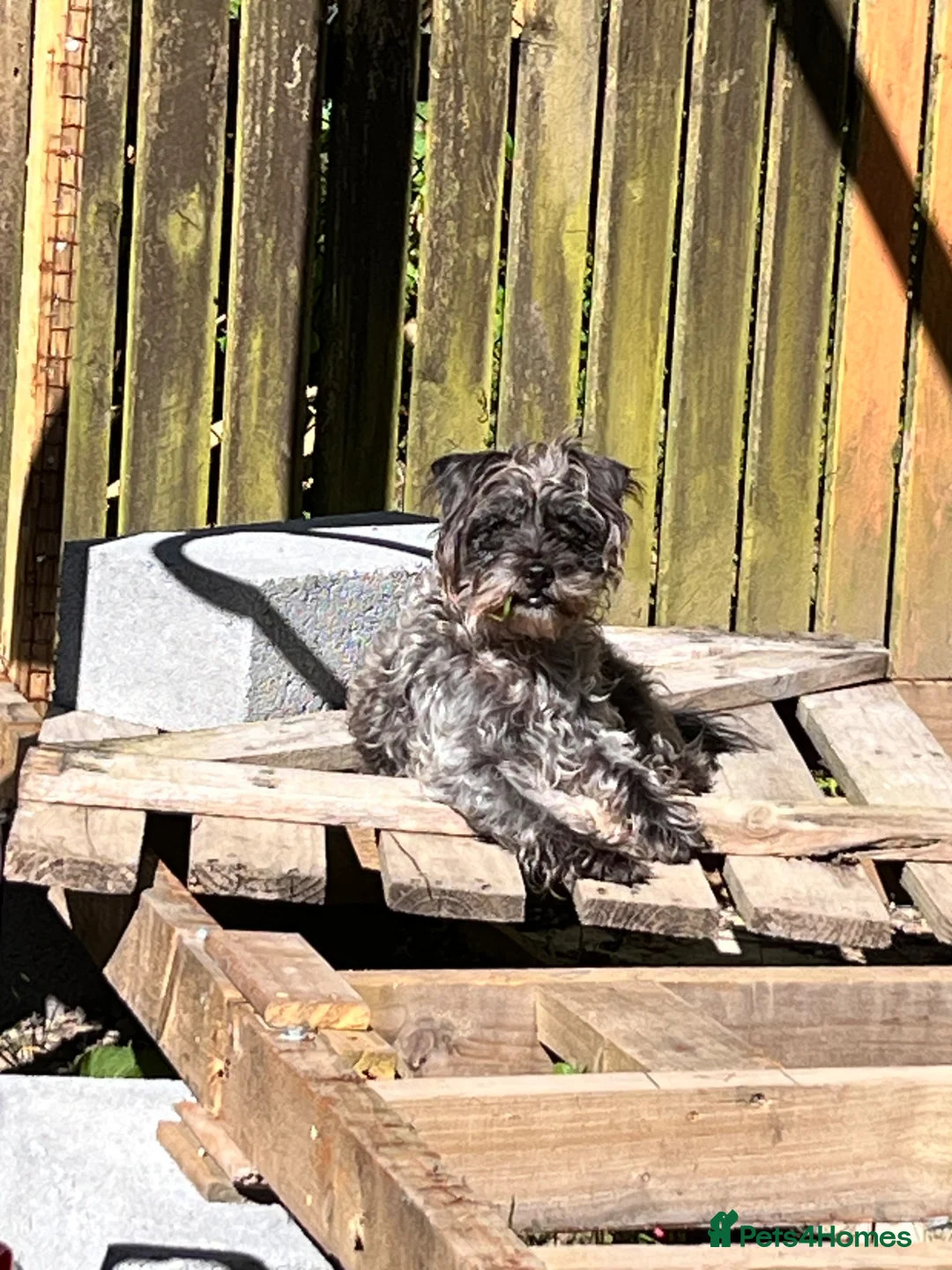 Mixed Breed dogs for sale: 4 year old patterdale X toy poodle in Caernarfon - Advert 1