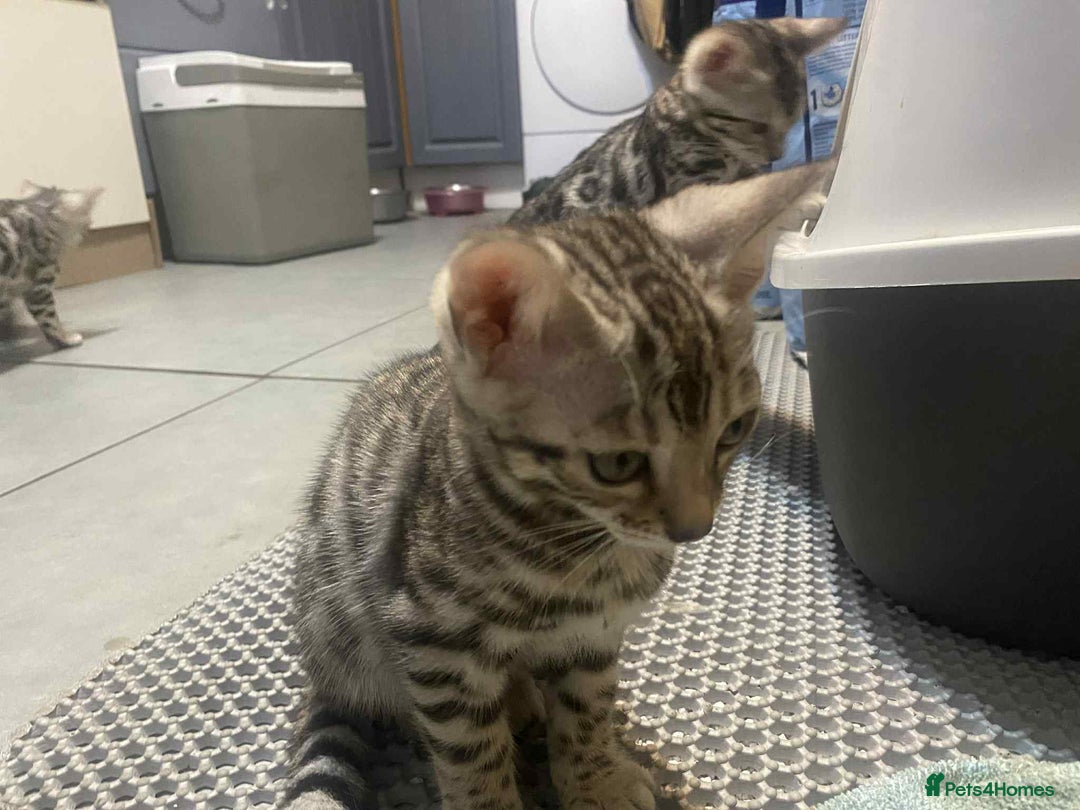 Bengal cats for sale: Silver bengals - Image 4