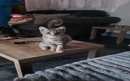 Domestic Shorthair cats for sale: Kittens  - Image 1