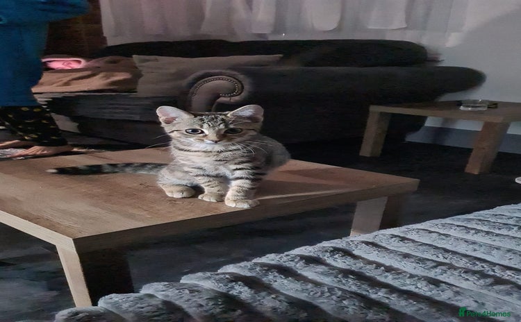 Domestic Shorthair cats - Advert 4