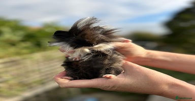 Guinea Pig rodents - Advert 13